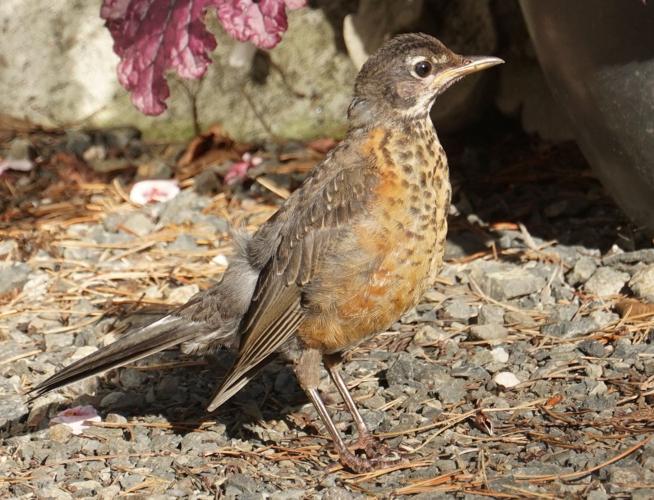 Juvenile-American-Robin-photo-Bob-and-Prudy-Bowers-.JPG