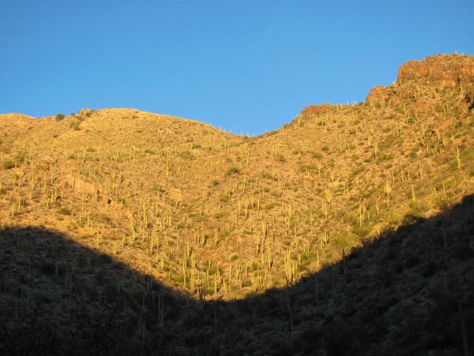 Saguaro slopes