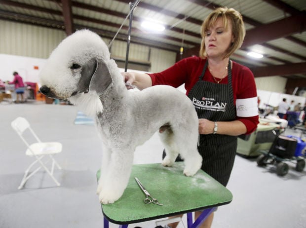 Coyote Classic dog show