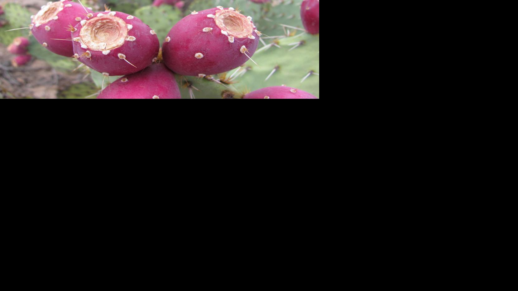 7 Amazing Cacti You Ll Find In Tucson Tucson Life Tucson Com