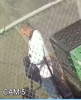 Lucky Wishbone suspect