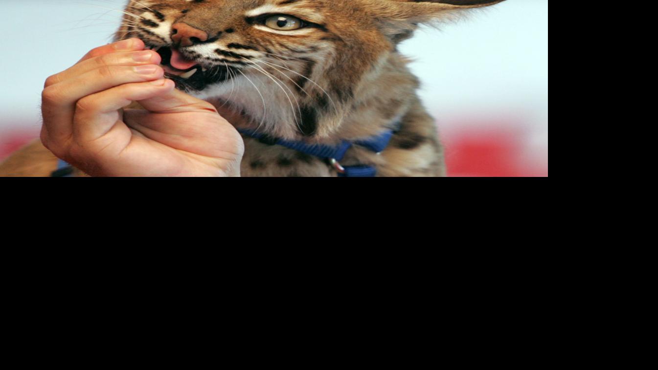 Photo gallery: Arizona Wildcats meet a wildcat