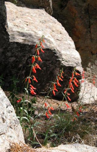 Southwest wildflowers