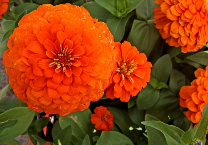 Flowering and edible plants