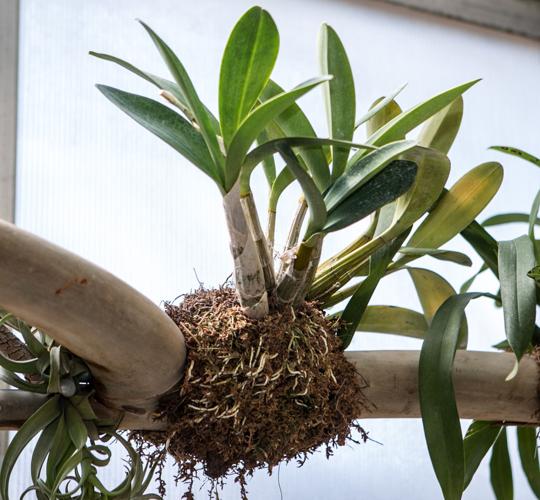 Botanical Orchids