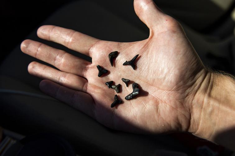 Shark tooth hunting is a popular activity in the Venice area on Gulf Coast beaches, seen on Wednesday, Jan. 15, 2020.