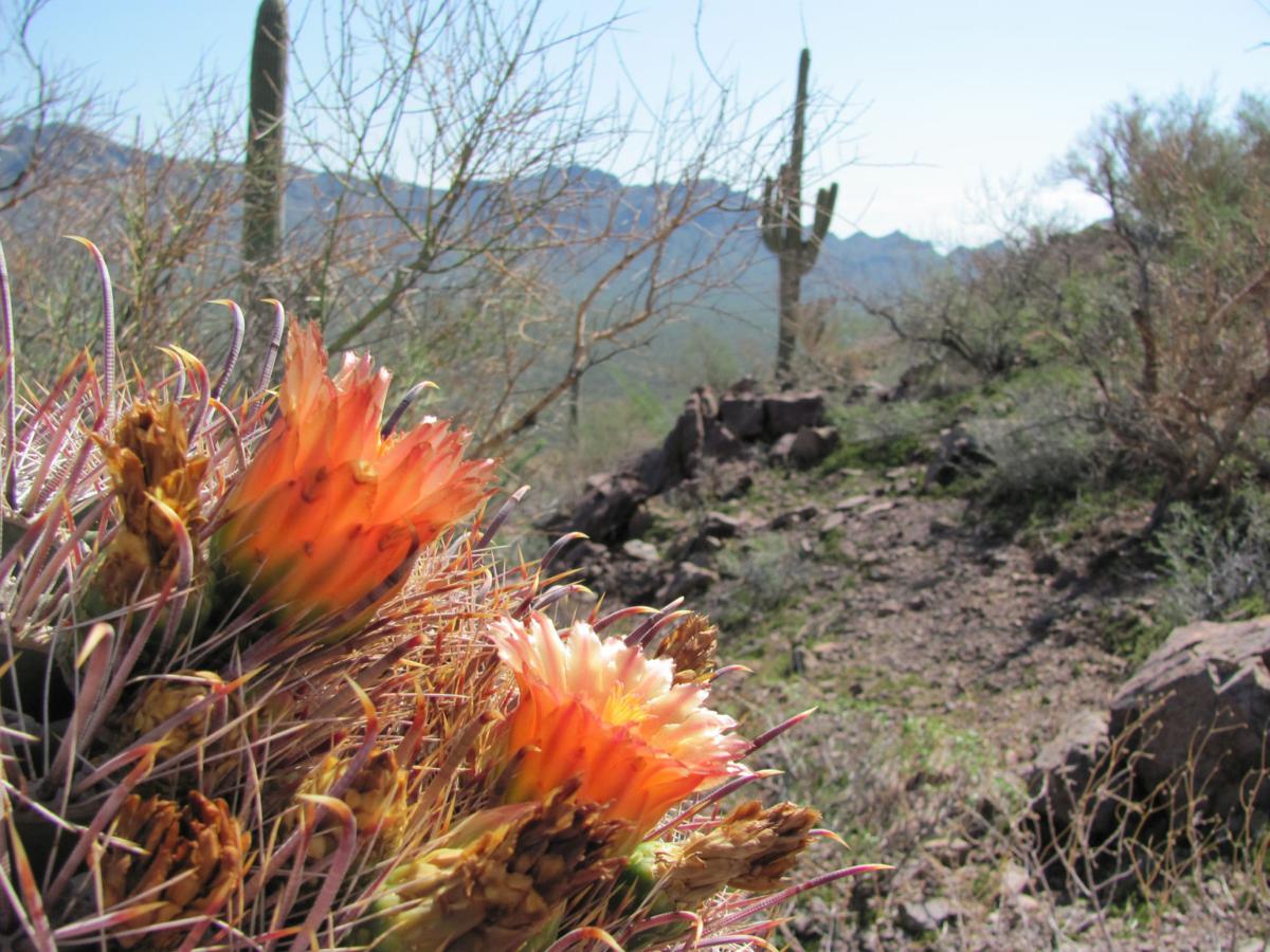 Brown Mountain Trail