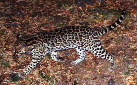 Ocelot in Santa Rita Mountains