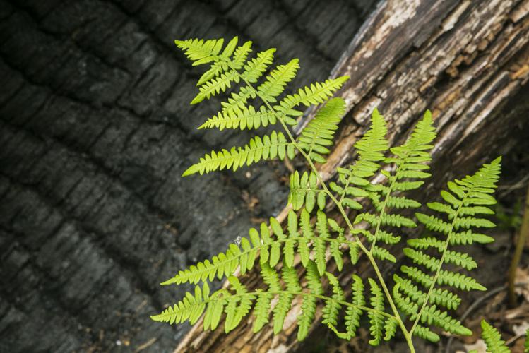 Areas Burned in 2003 Aspen Fire