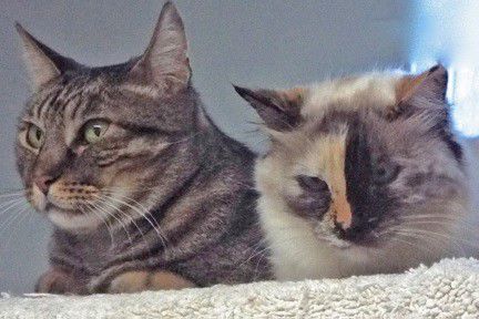 Adopt a friend: Bobcat and Siam