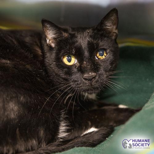 Adopt a friend: Sagan