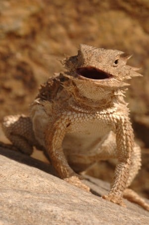 horned lizard pet