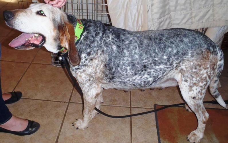 Adopt a Friend: Millie