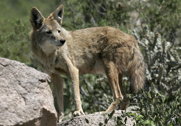 Animals at the Arizona Sonora Desert Museum