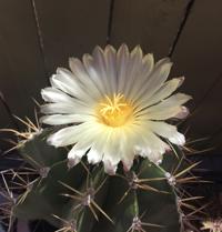 Barrel cactus in full bloom