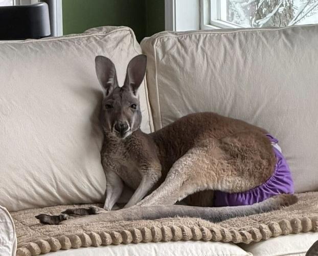 Kangaroo on couch (copy)