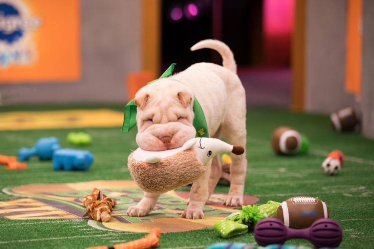 ENTER TV-PUPPYBOWL 2 LA