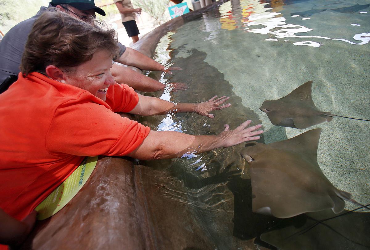 Stingray Touch at Desert Museum