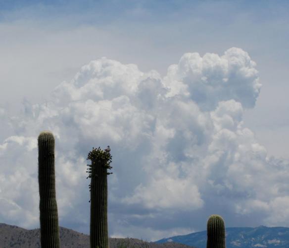 Clouds over Rincon Mountains