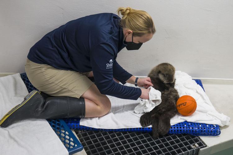 Chicago Sea Otter Rescue