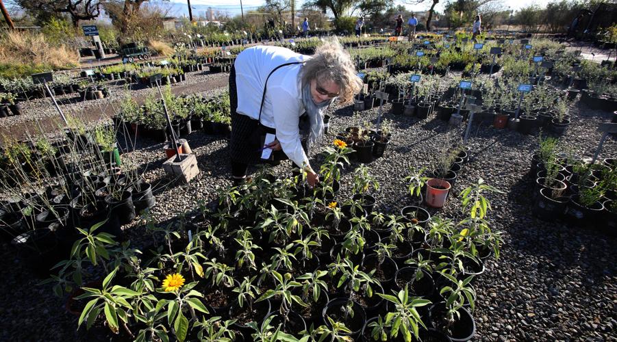 Spring sale blooms at Desert Survivors