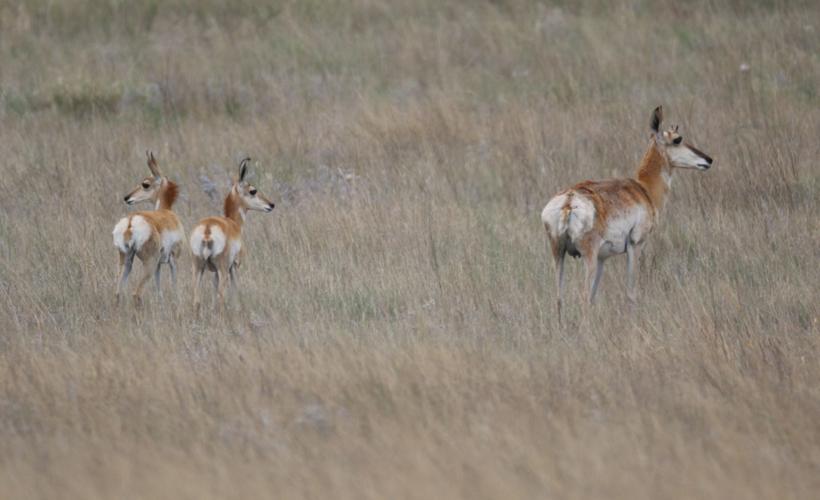 071616-metro-pronghorns-p2