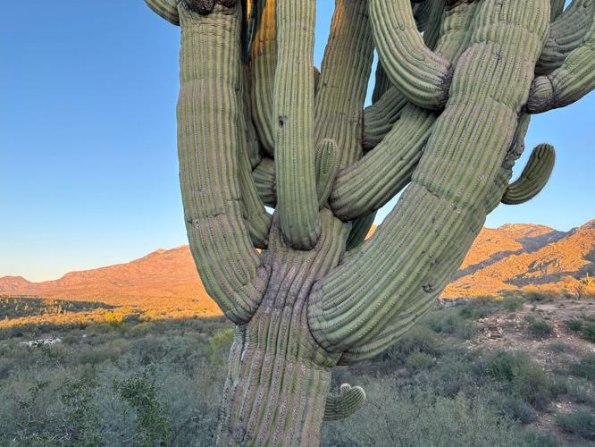 Catalina State Park loses ‘granddaddy’ saguaro