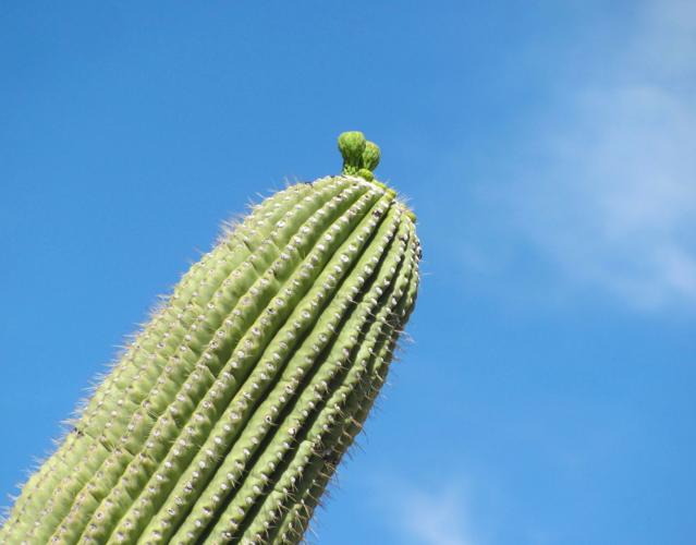 Buds on leaning saguaro