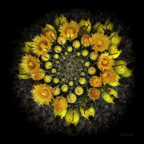 Orange-Flower-Barrel-by-Susan-Dinga1.jpg