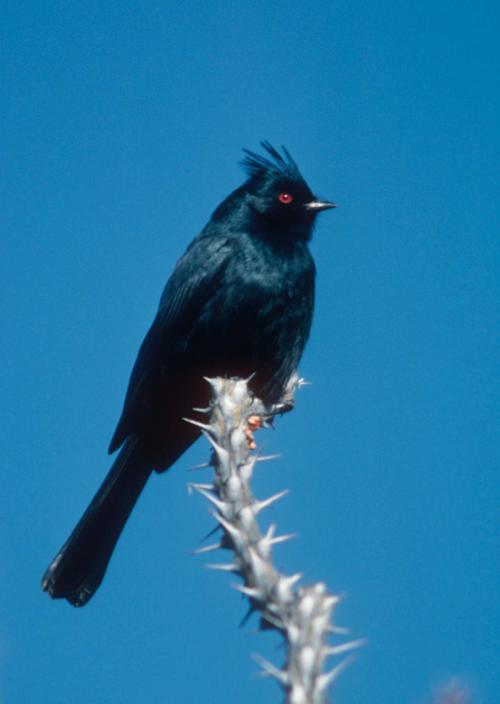 Tumacácori Bird Walks