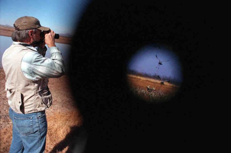 Sandhill cranes in Arizona