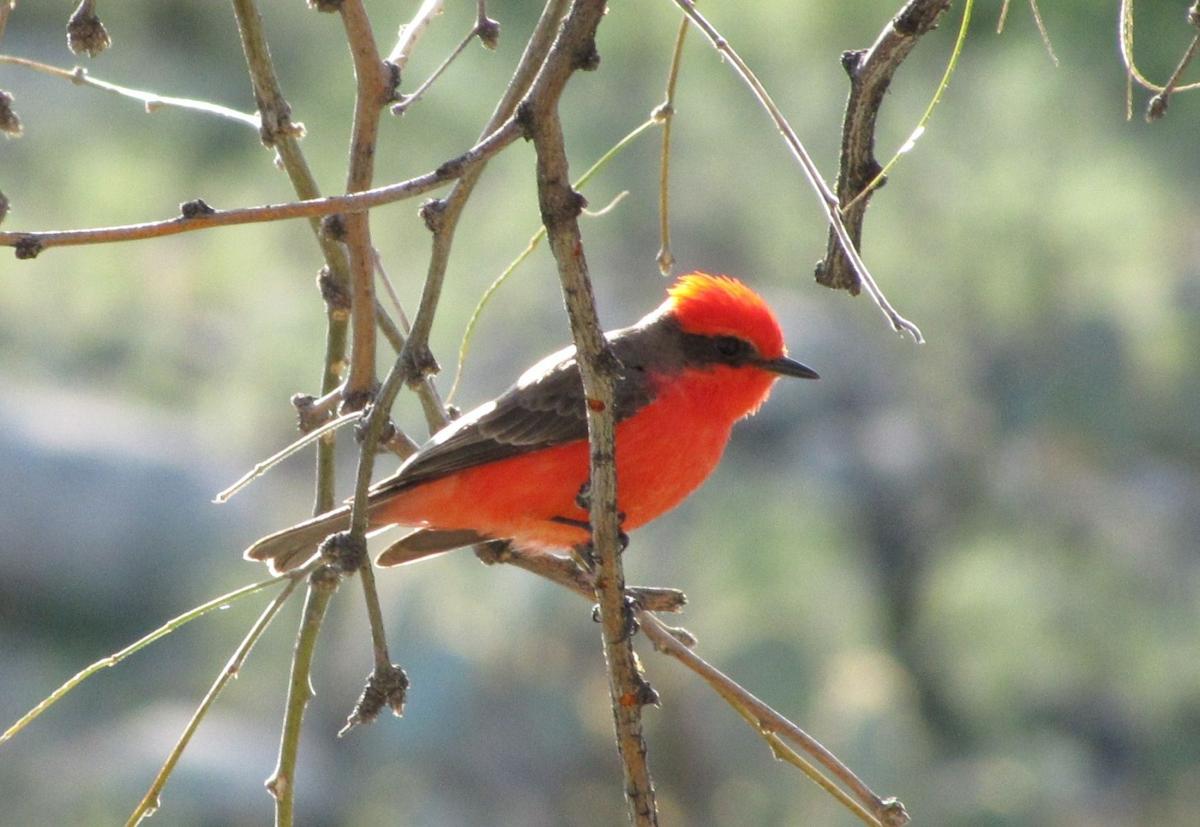 The Vermilion Flycatcher A Ruby With Wings Saddlebag Notes Tucson Com