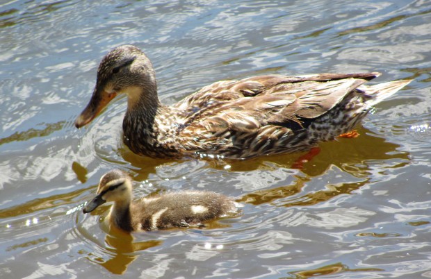 Toying with trout? Head for Rose Canyon   