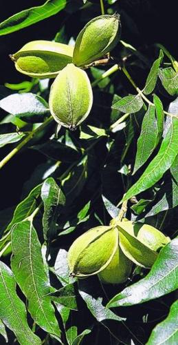 More pecan trees in Arizona  