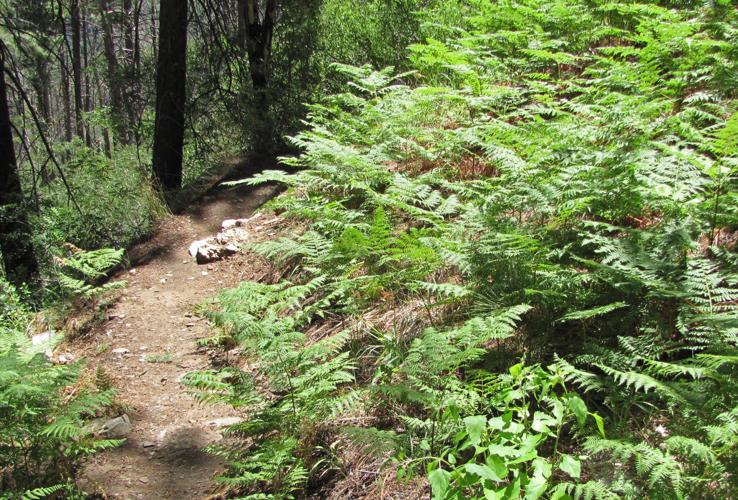 Trails on the eastern slopes of the Santa Catalina Mountains