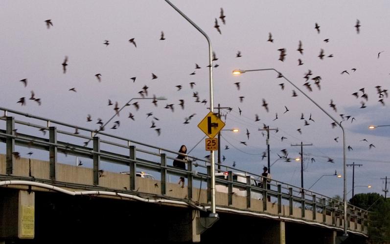 Bridge bats