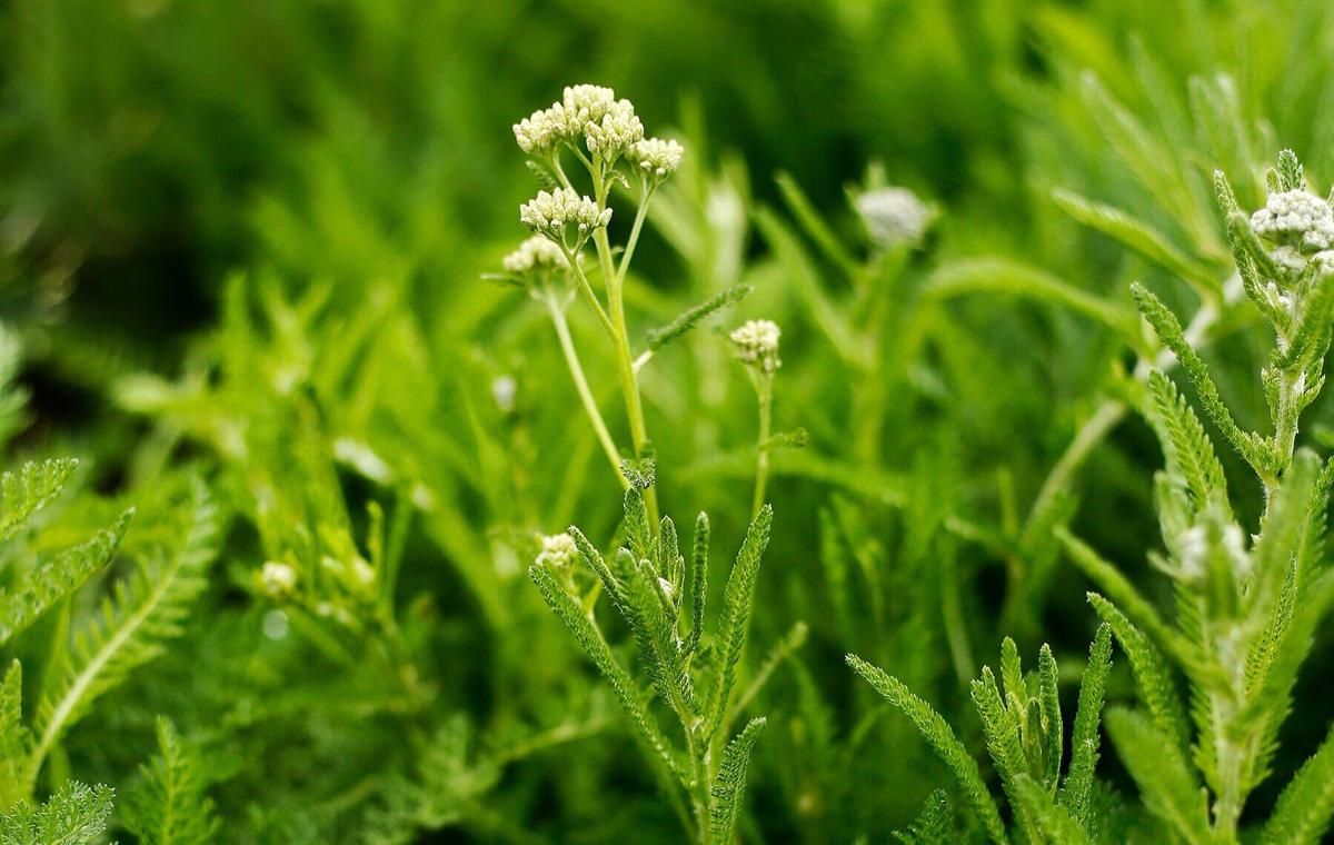 Go beyond grocery-store herbs in your beverages, baking and cooking