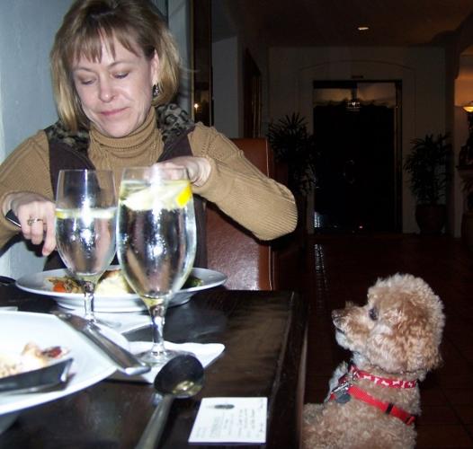 The high life of traveling dogs   