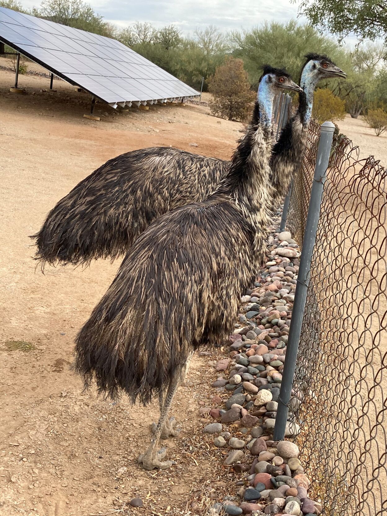 Emus