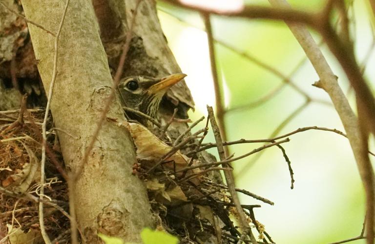 Nesting-American-Robin-photo-Bob-and-Prudy-Bowers-.JPG