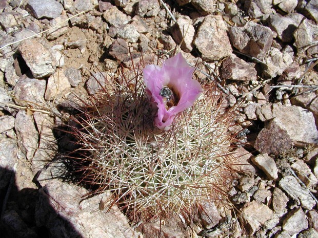 Acuna cactus