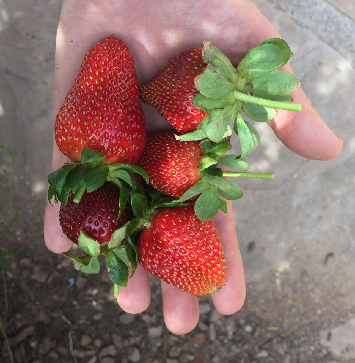 Can you grow strawberries in Tucson?