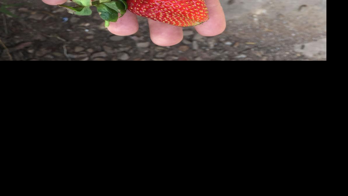 Can you grow strawberries in Tucson?