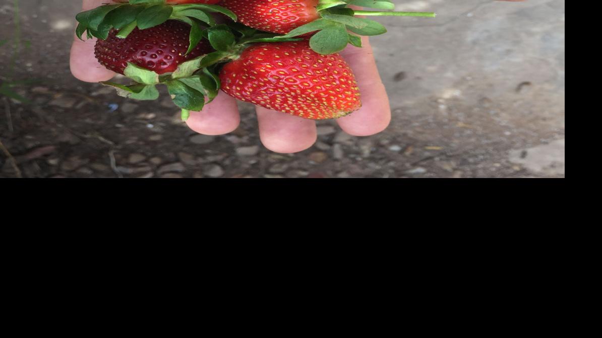 5 tips — and 1 secret — for growing strawberries Galleries