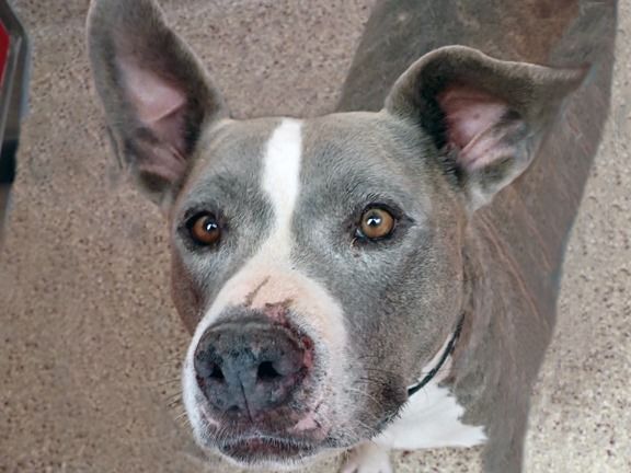 Adopt a friend: Xena