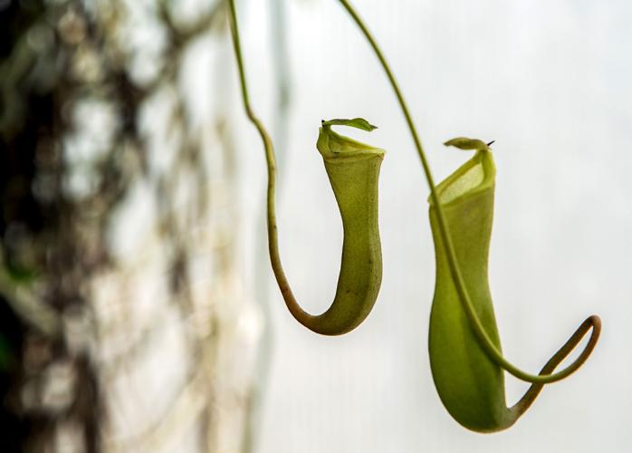 Botanical Orchids