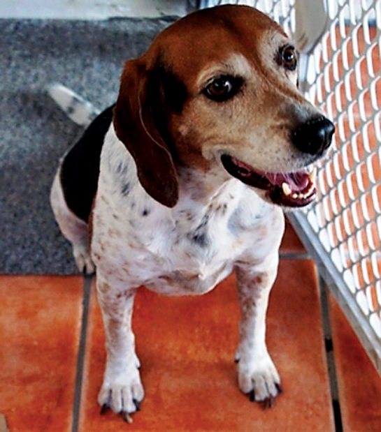 Adopt a friend