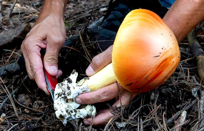 Beautiful caesar amanita