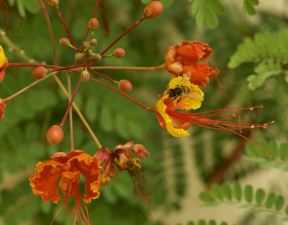 Bee on Bird of Paradise flower