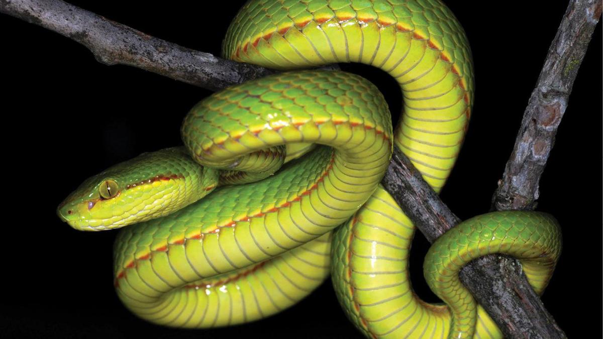 Scientists Name Newly Discovered Snake After Harry Potter Character Salazar Slytherin National News Tucson Com
